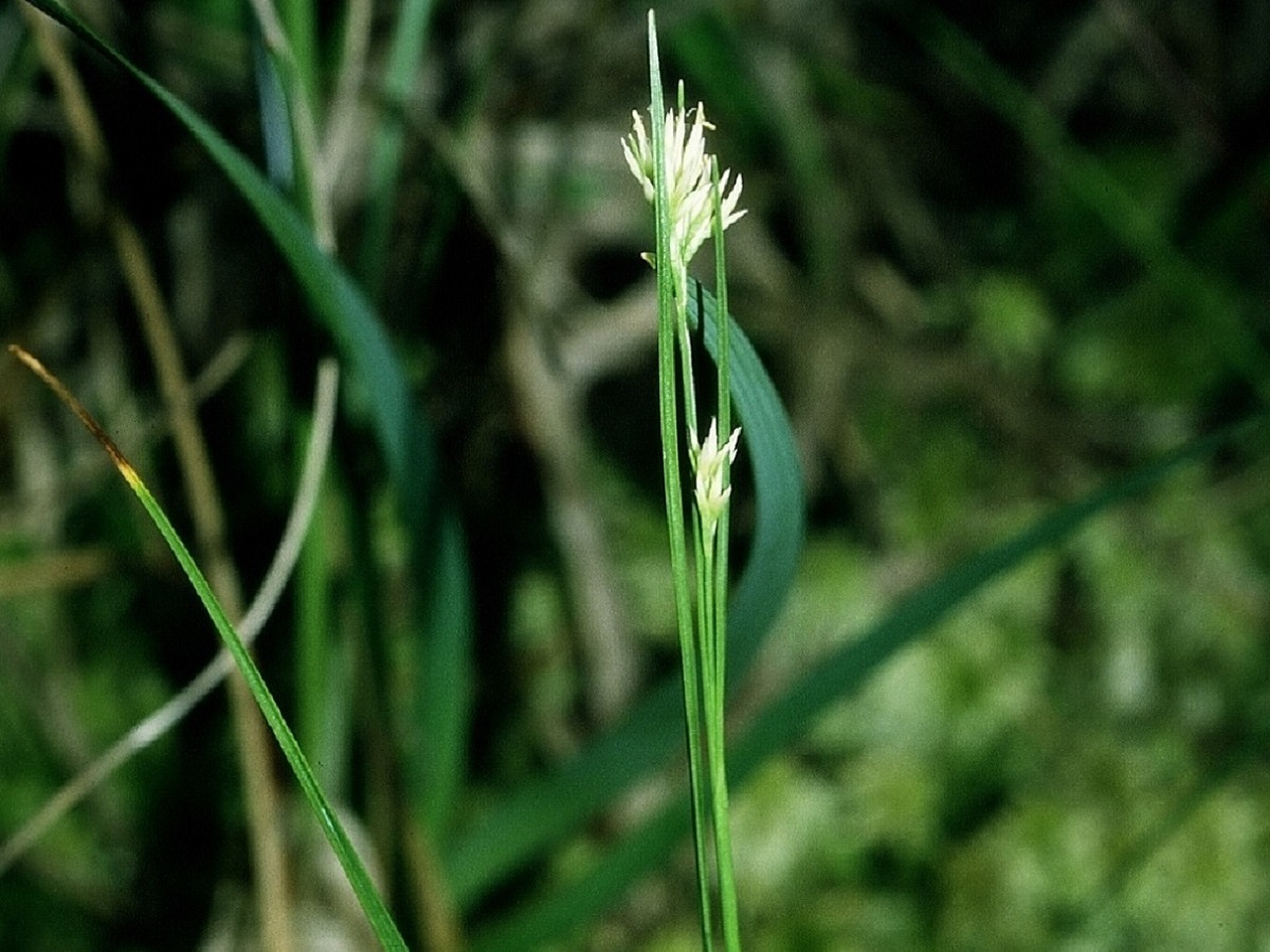 Rhynchospora alba (Cyperaceae)